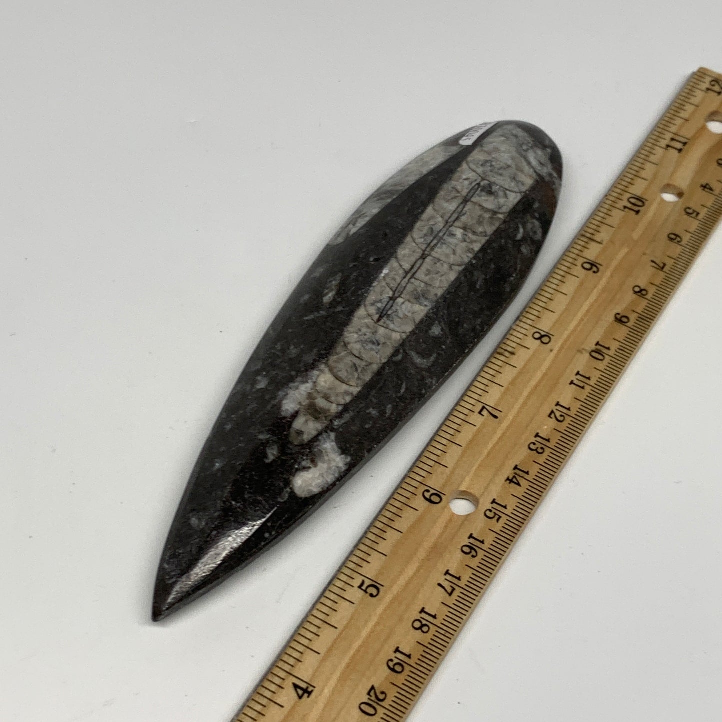 173.1g, 6.5"x1.8"x0.7" Fossils Orthoceras (straight horn) Squid @Morocco,B30045