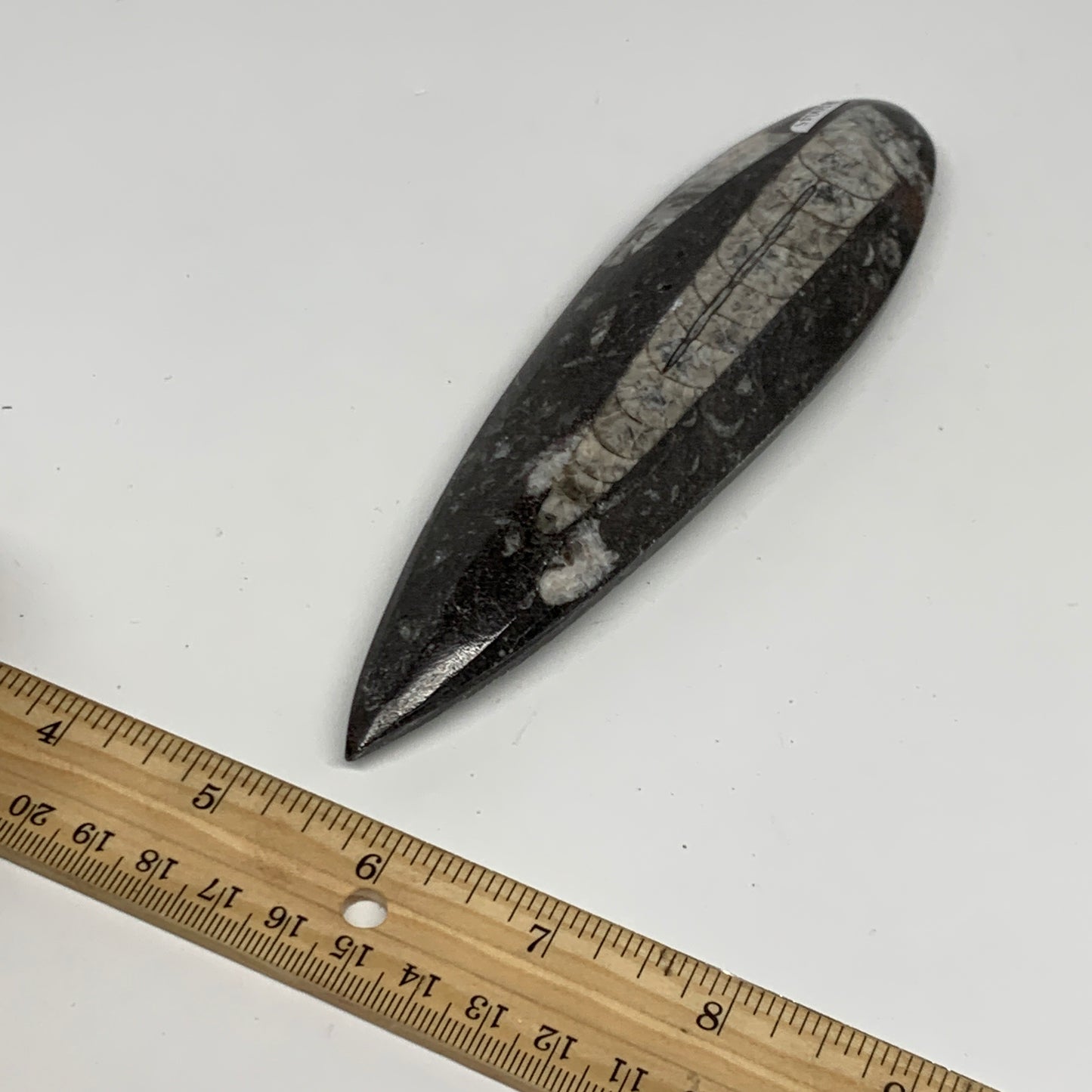 173.1g, 6.5"x1.8"x0.7" Fossils Orthoceras (straight horn) Squid @Morocco,B30045
