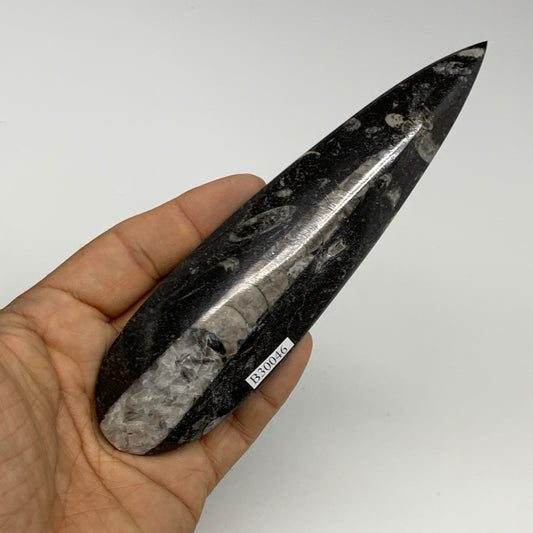 108.2g, 6.1"x1.6"x0.6" Fossils Orthoceras (straight horn) Squid @Morocco,B30046