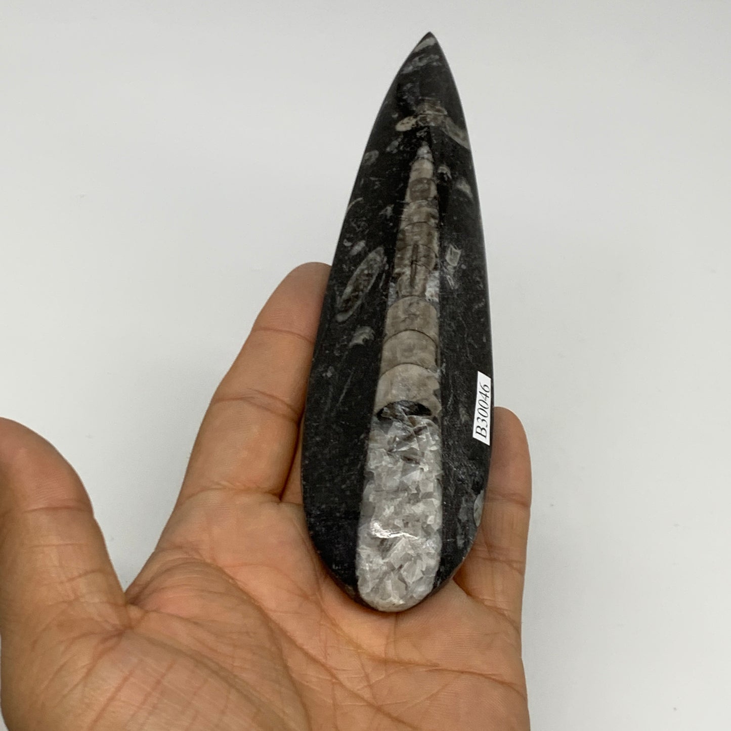 108.2g, 6.1"x1.6"x0.6" Fossils Orthoceras (straight horn) Squid @Morocco,B30046