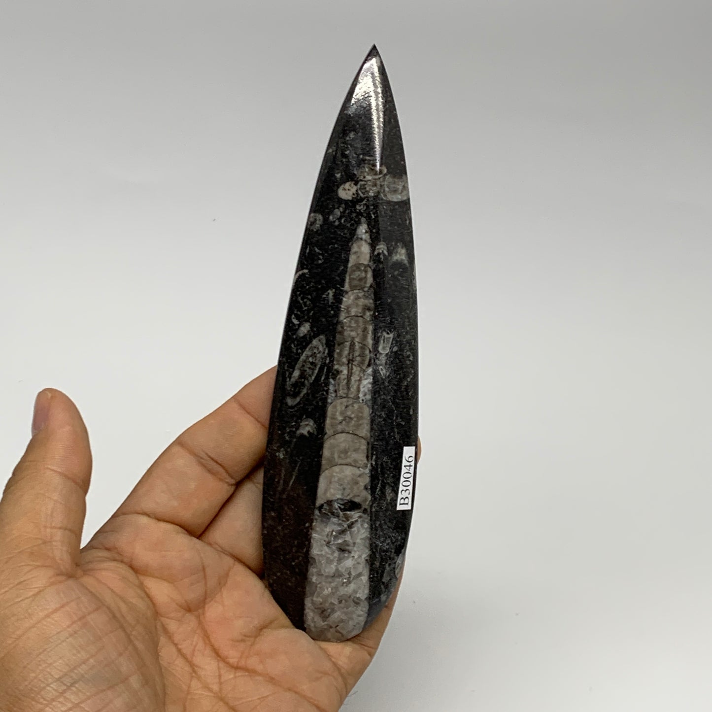 108.2g, 6.1"x1.6"x0.6" Fossils Orthoceras (straight horn) Squid @Morocco,B30046