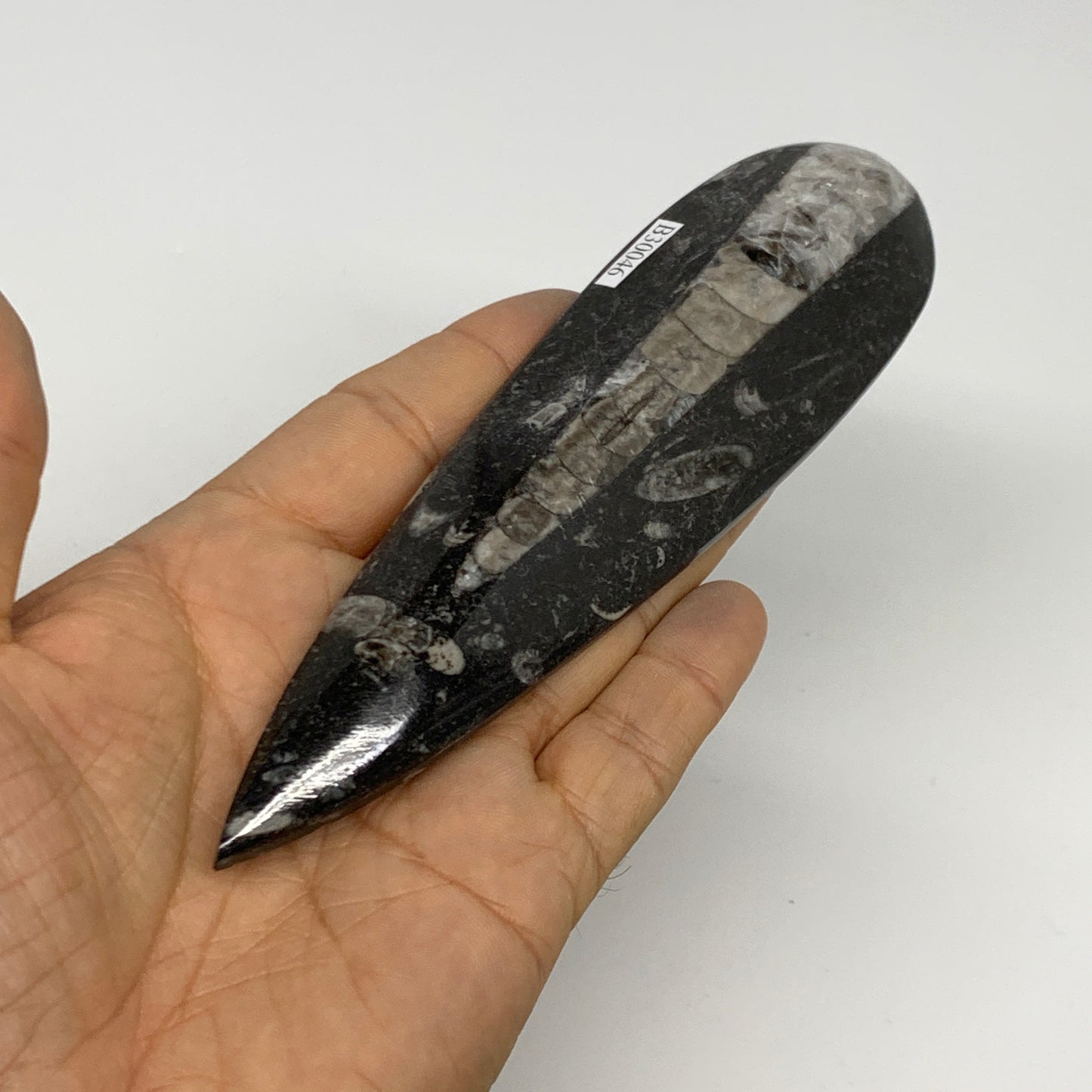 108.2g, 6.1"x1.6"x0.6" Fossils Orthoceras (straight horn) Squid @Morocco,B30046