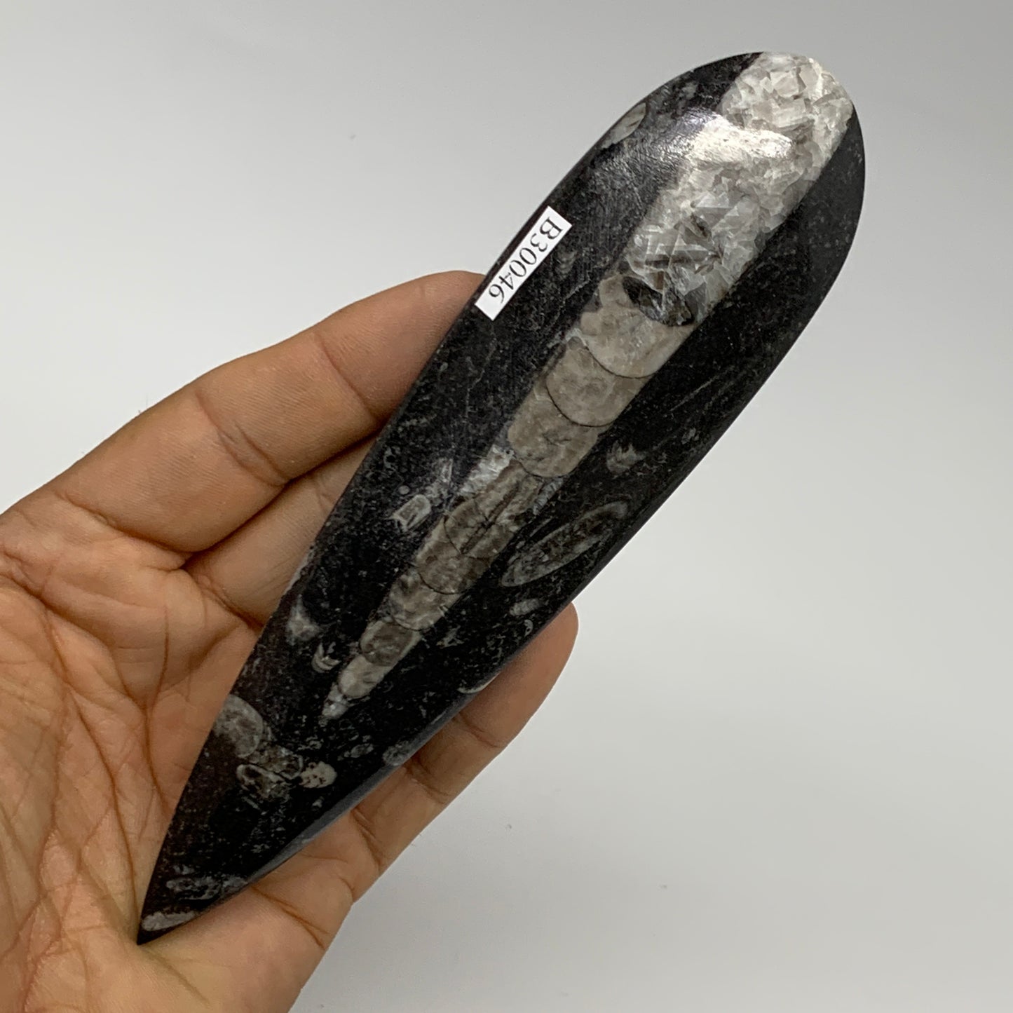 108.2g, 6.1"x1.6"x0.6" Fossils Orthoceras (straight horn) Squid @Morocco,B30046