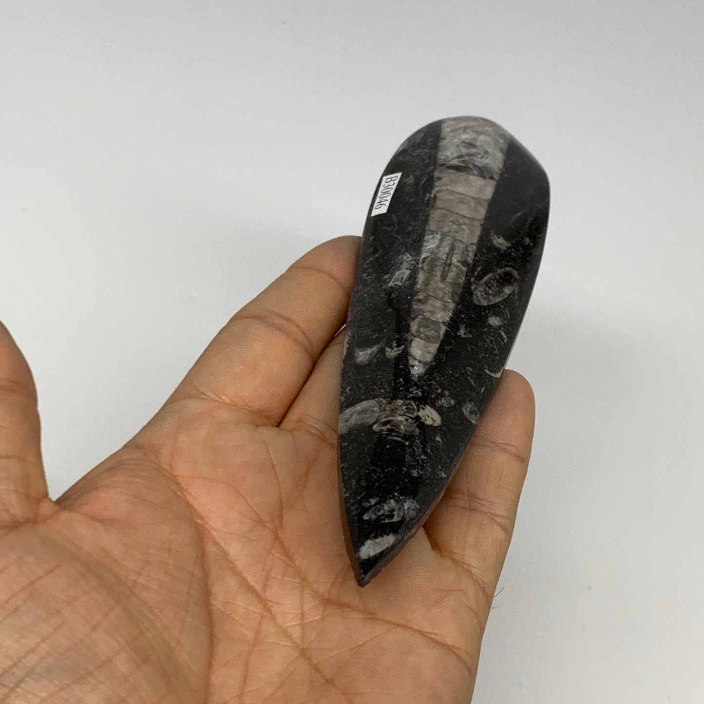 108.2g, 6.1"x1.6"x0.6" Fossils Orthoceras (straight horn) Squid @Morocco,B30046