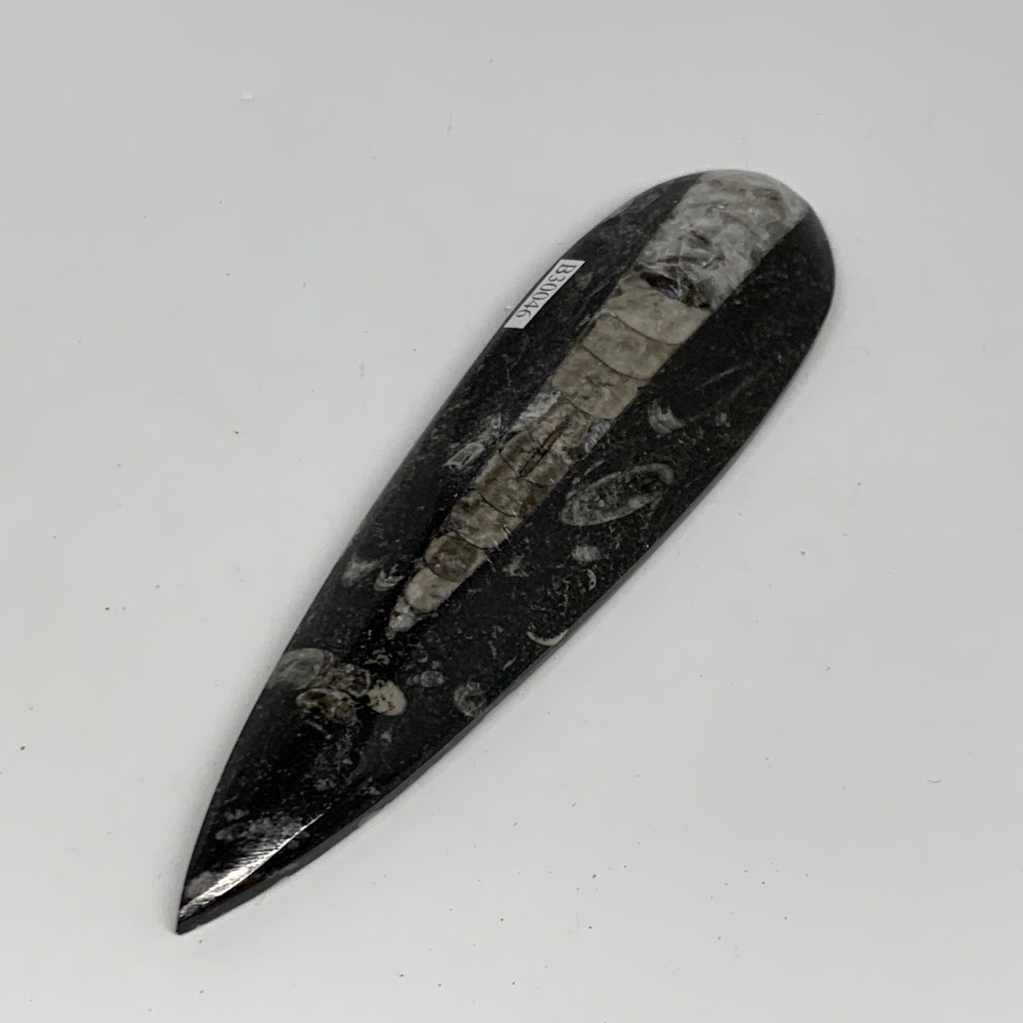 108.2g, 6.1"x1.6"x0.6" Fossils Orthoceras (straight horn) Squid @Morocco,B30046