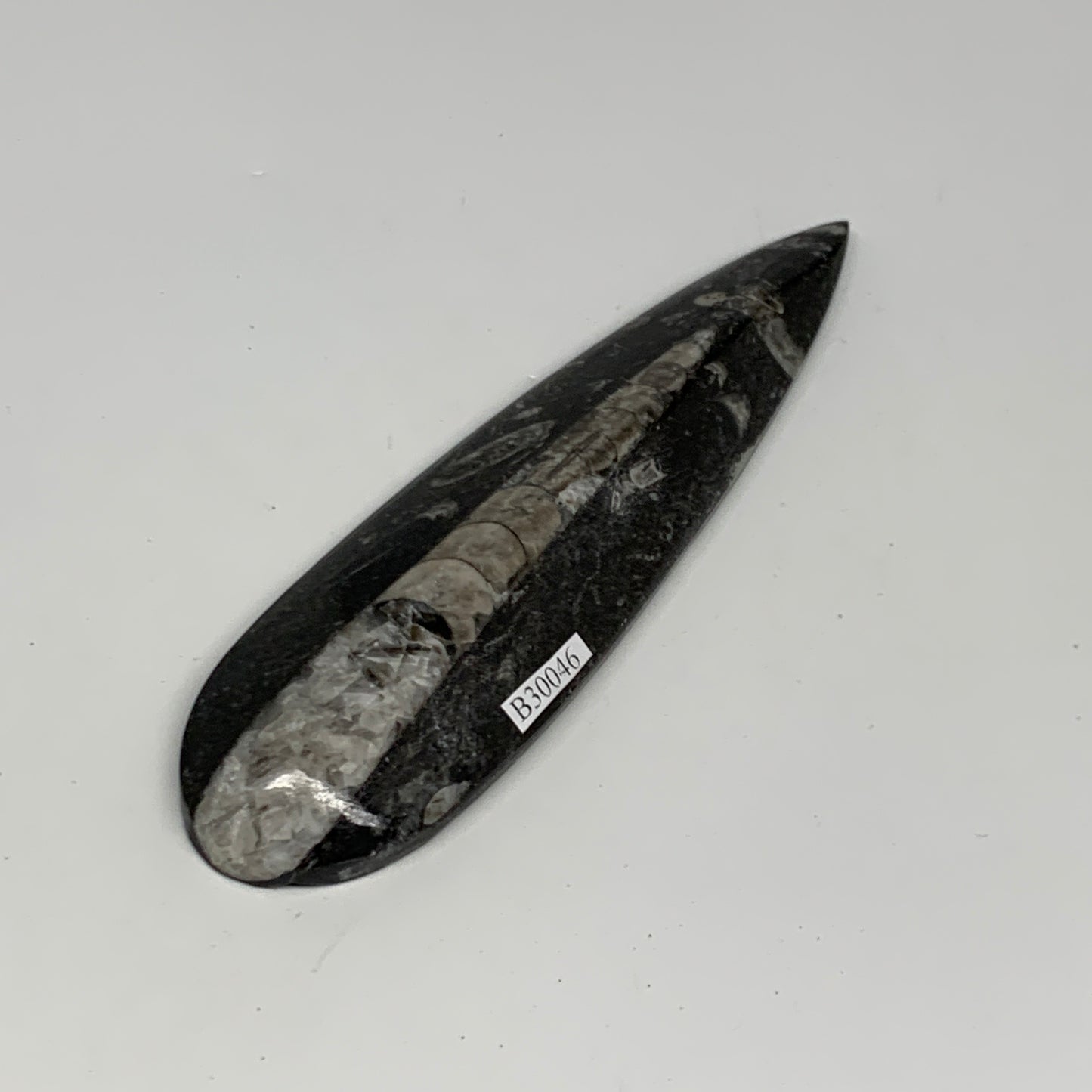 108.2g, 6.1"x1.6"x0.6" Fossils Orthoceras (straight horn) Squid @Morocco,B30046