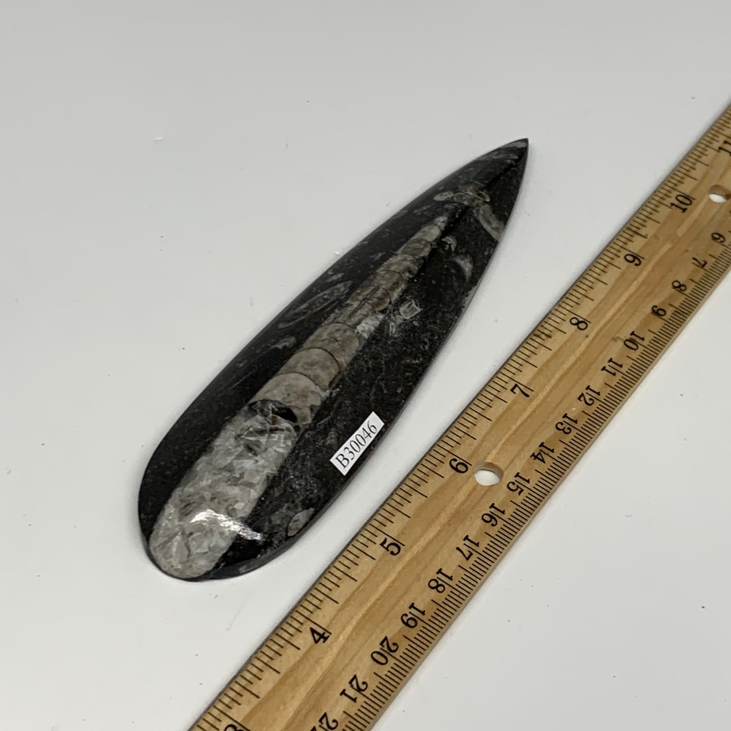 108.2g, 6.1"x1.6"x0.6" Fossils Orthoceras (straight horn) Squid @Morocco,B30046