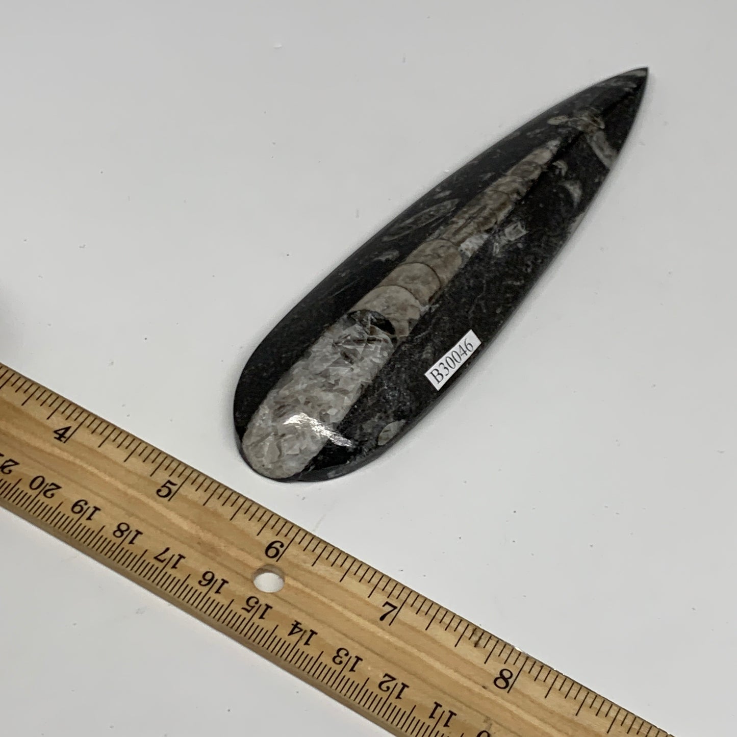 108.2g, 6.1"x1.6"x0.6" Fossils Orthoceras (straight horn) Squid @Morocco,B30046