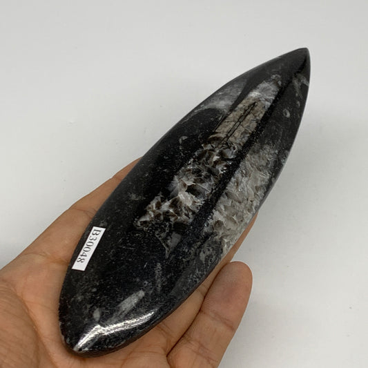136.1g, 6"x1.8"x0.6" Fossils Orthoceras (straight horn) Squid @Morocco,B30048