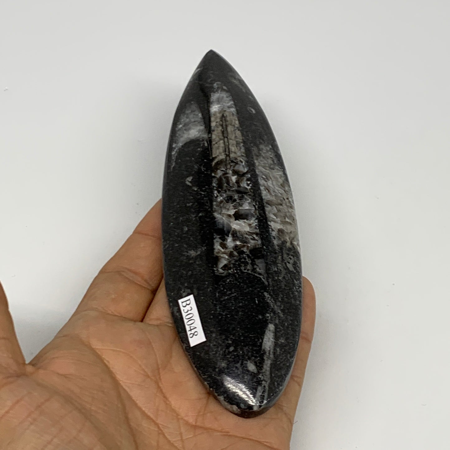 136.1g, 6"x1.8"x0.6" Fossils Orthoceras (straight horn) Squid @Morocco,B30048