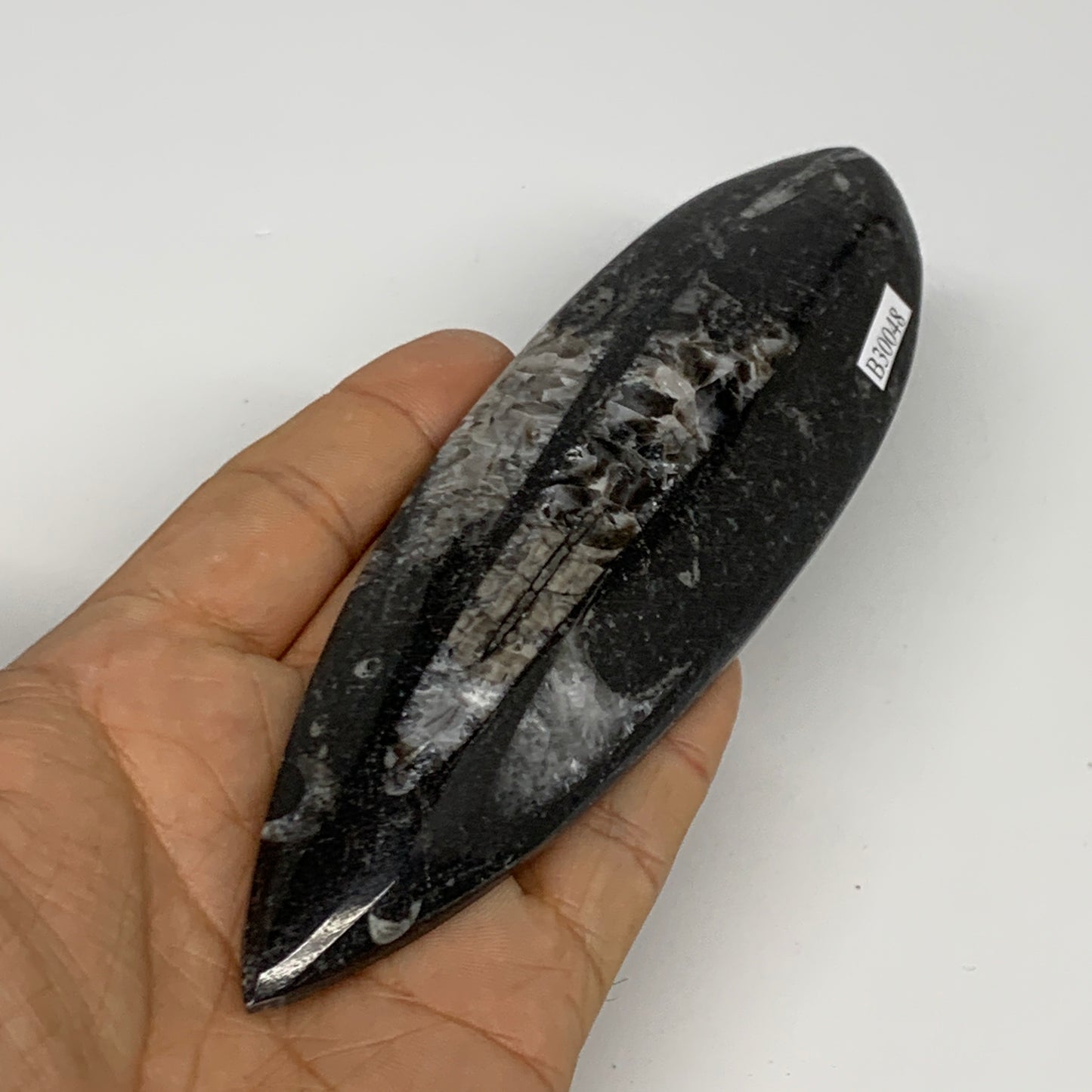 136.1g, 6"x1.8"x0.6" Fossils Orthoceras (straight horn) Squid @Morocco,B30048