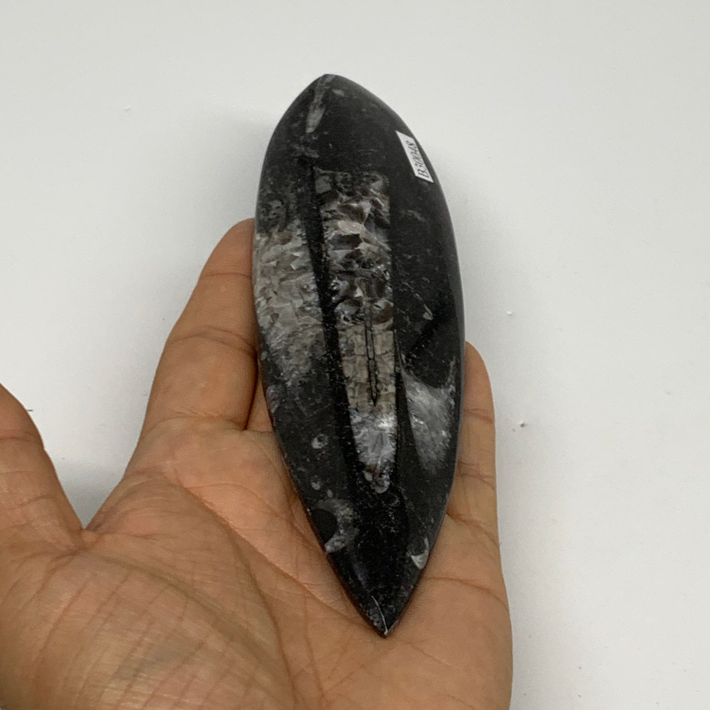136.1g, 6"x1.8"x0.6" Fossils Orthoceras (straight horn) Squid @Morocco,B30048