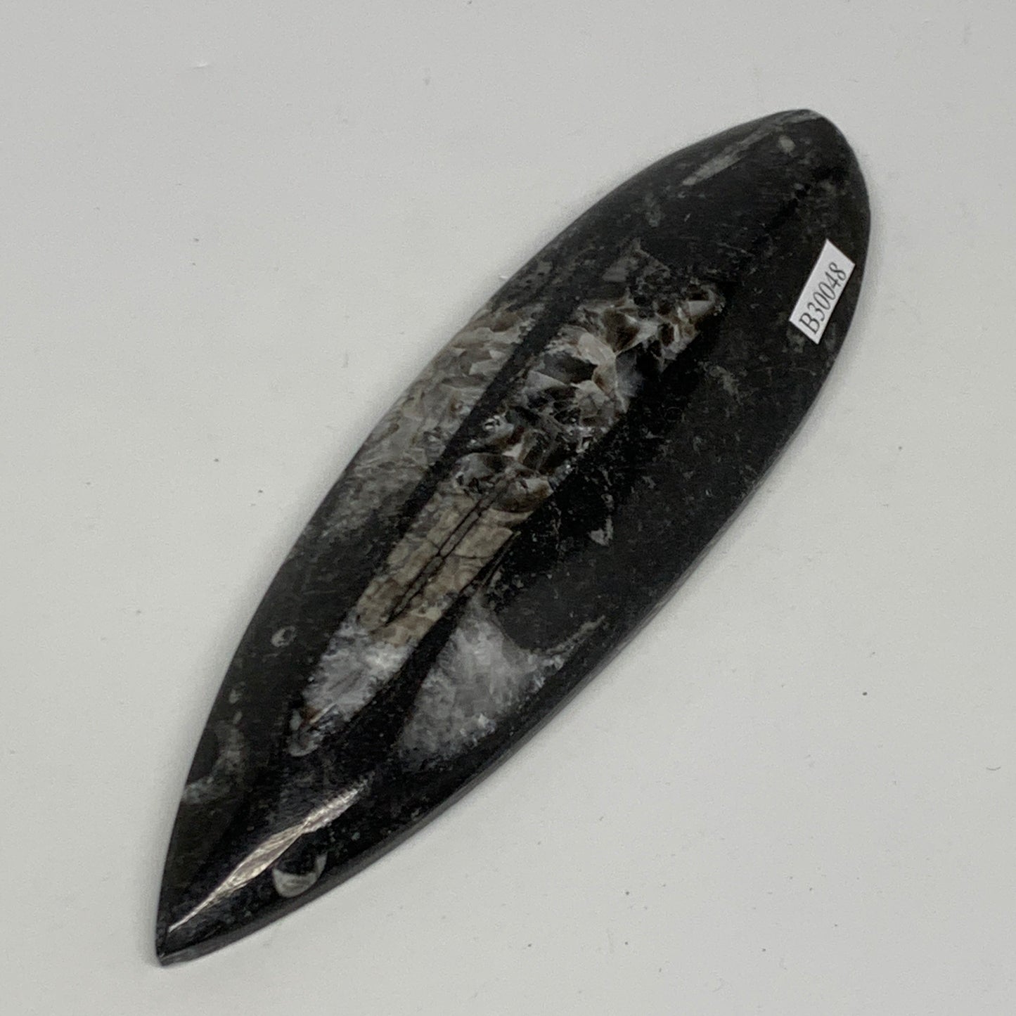136.1g, 6"x1.8"x0.6" Fossils Orthoceras (straight horn) Squid @Morocco,B30048