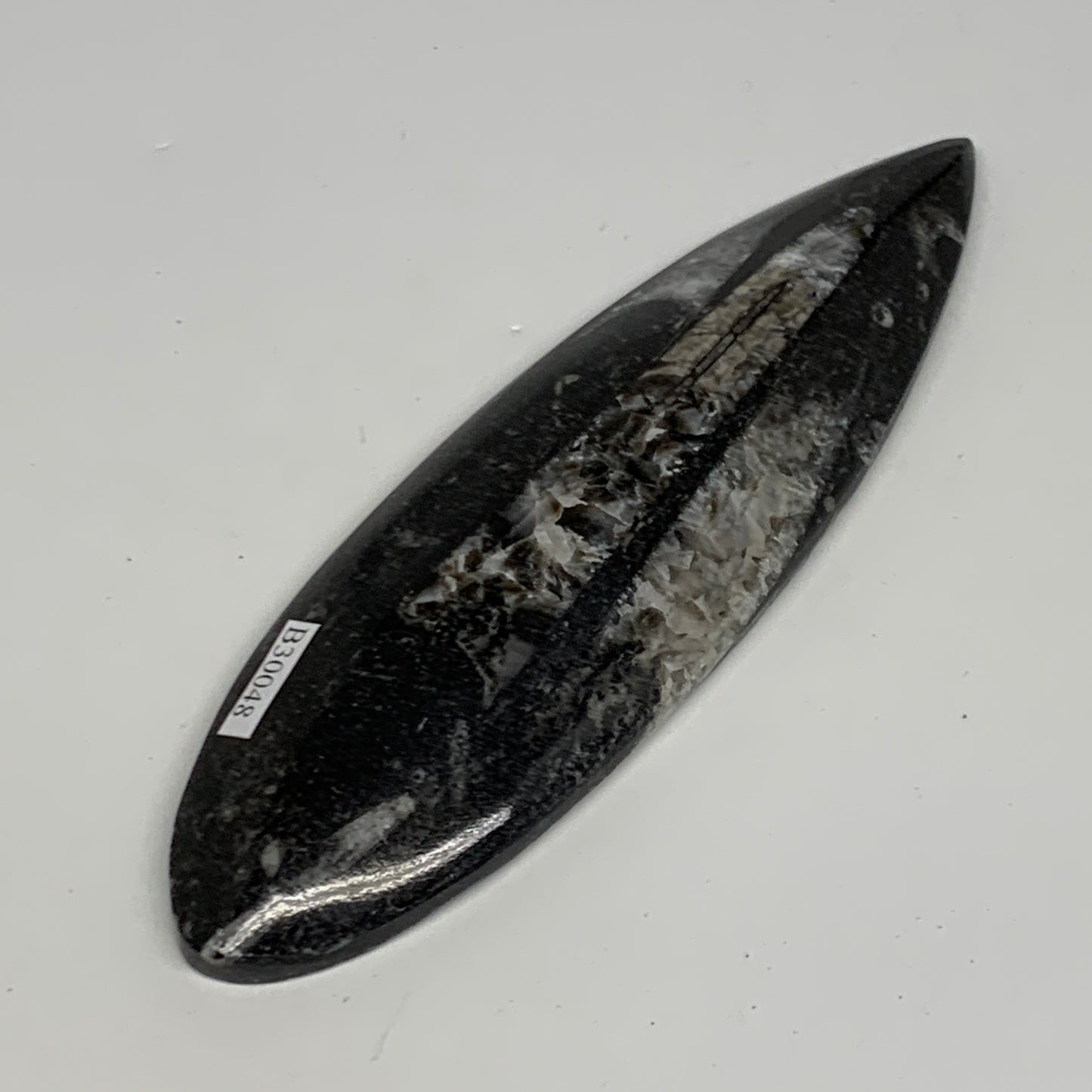 136.1g, 6"x1.8"x0.6" Fossils Orthoceras (straight horn) Squid @Morocco,B30048