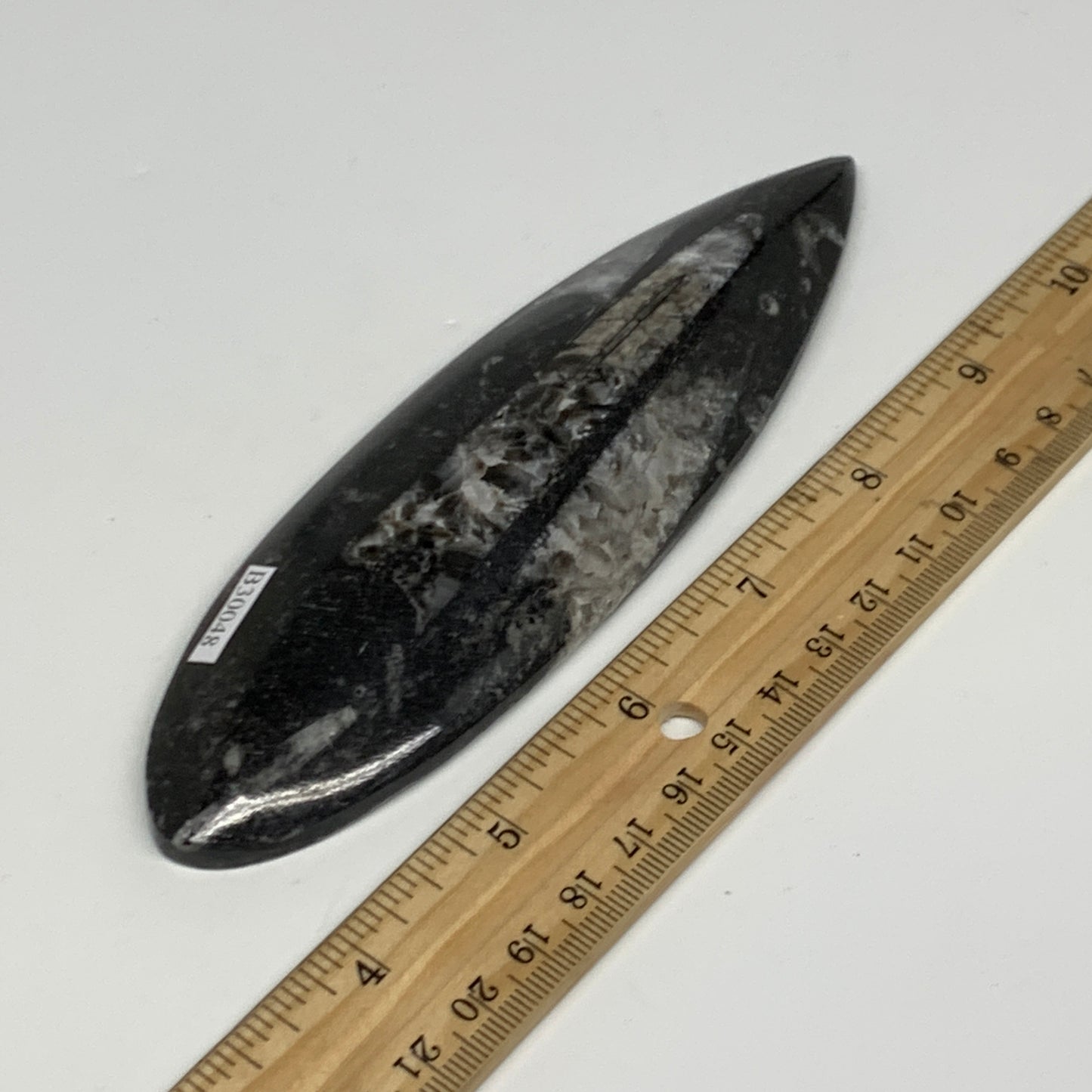 136.1g, 6"x1.8"x0.6" Fossils Orthoceras (straight horn) Squid @Morocco,B30048