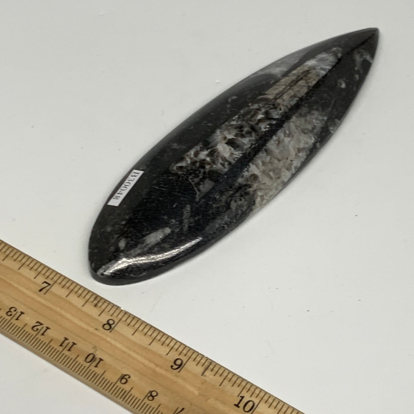136.1g, 6"x1.8"x0.6" Fossils Orthoceras (straight horn) Squid @Morocco,B30048