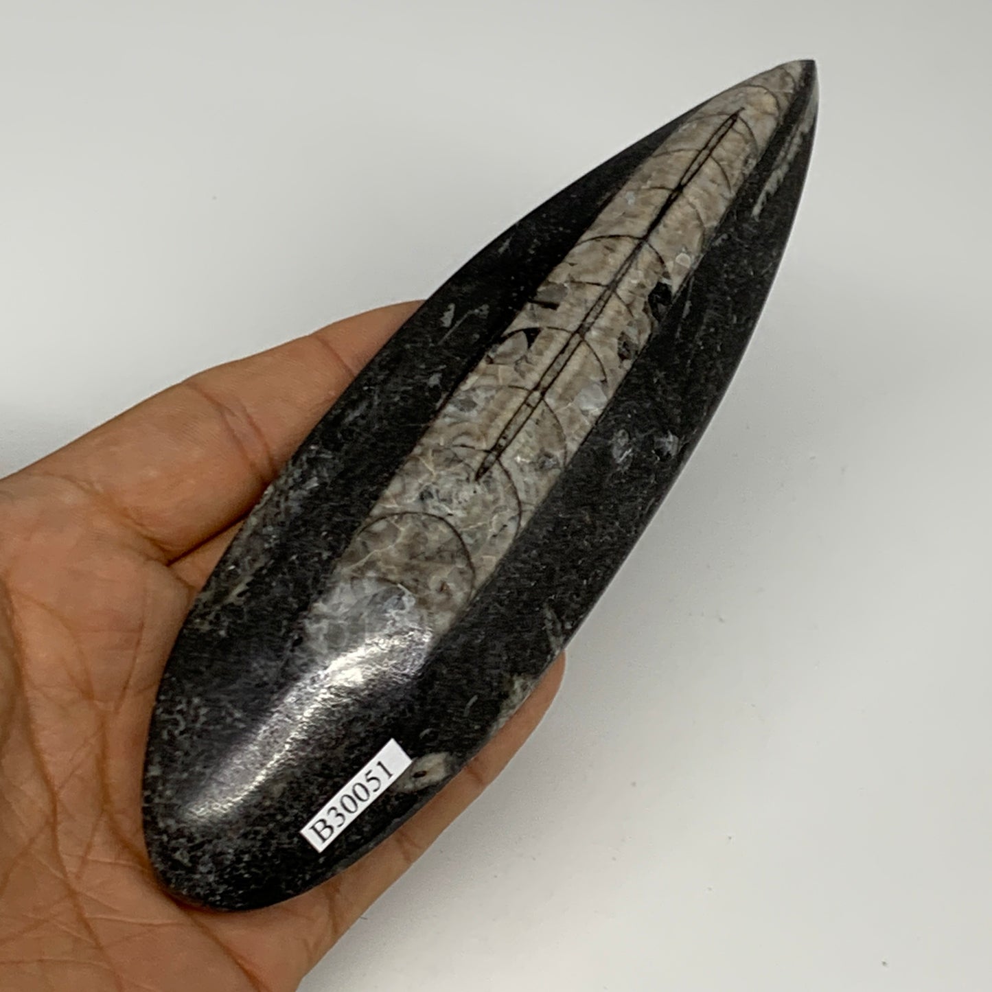 163.8g,6.2"x1.8"x0.7" Fossils Orthoceras (straight horn) Squid @Morocco,B30051