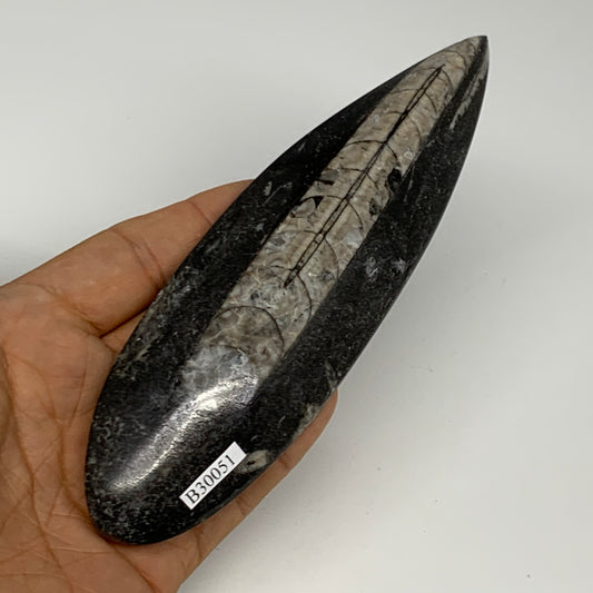 163.8g,6.2"x1.8"x0.7" Fossils Orthoceras (straight horn) Squid @Morocco,B30051
