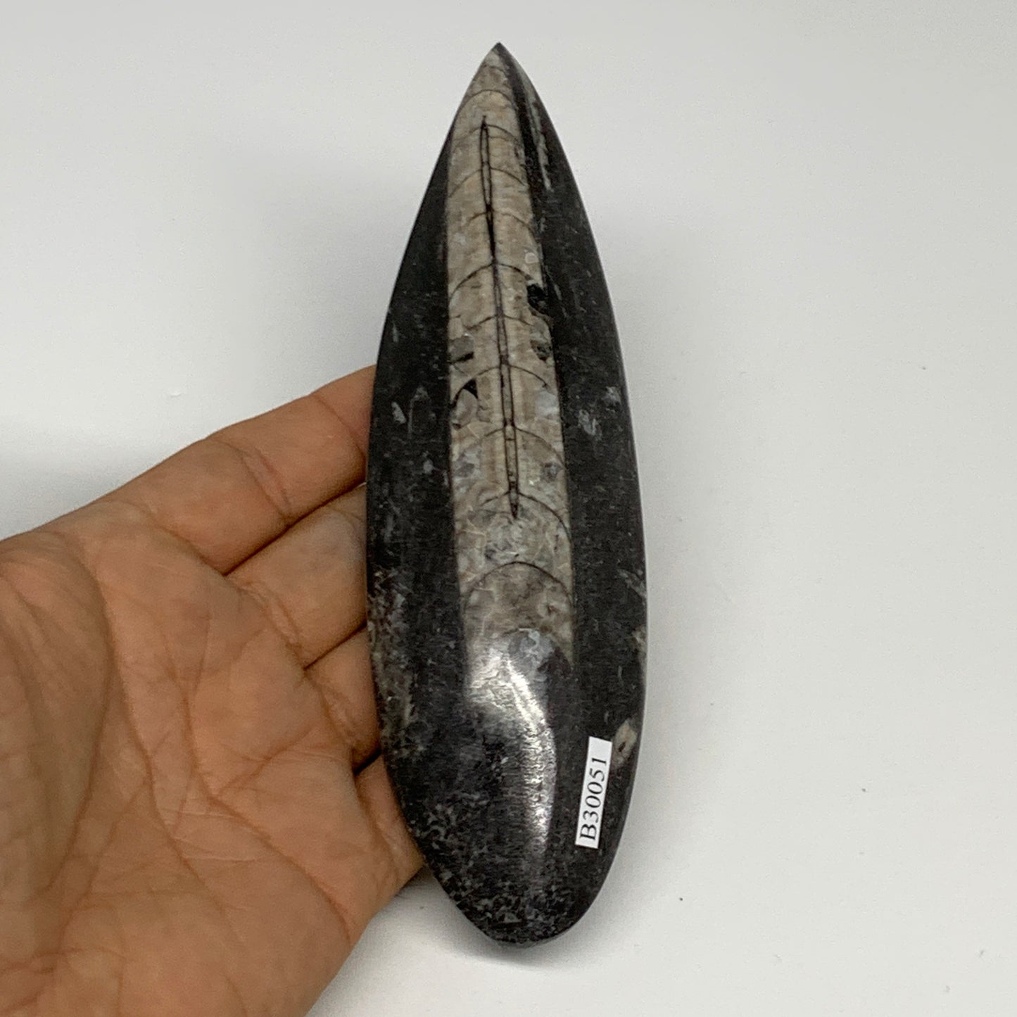 163.8g,6.2"x1.8"x0.7" Fossils Orthoceras (straight horn) Squid @Morocco,B30051