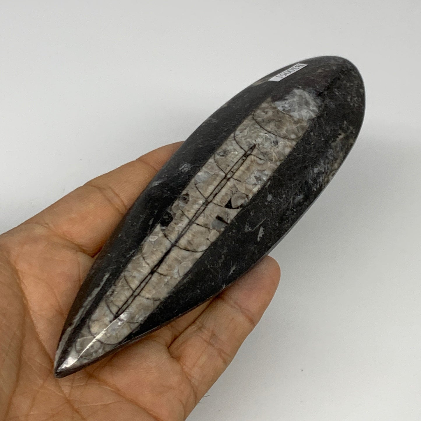 163.8g,6.2"x1.8"x0.7" Fossils Orthoceras (straight horn) Squid @Morocco,B30051