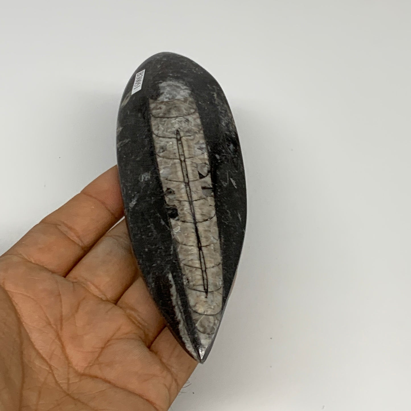 163.8g,6.2"x1.8"x0.7" Fossils Orthoceras (straight horn) Squid @Morocco,B30051