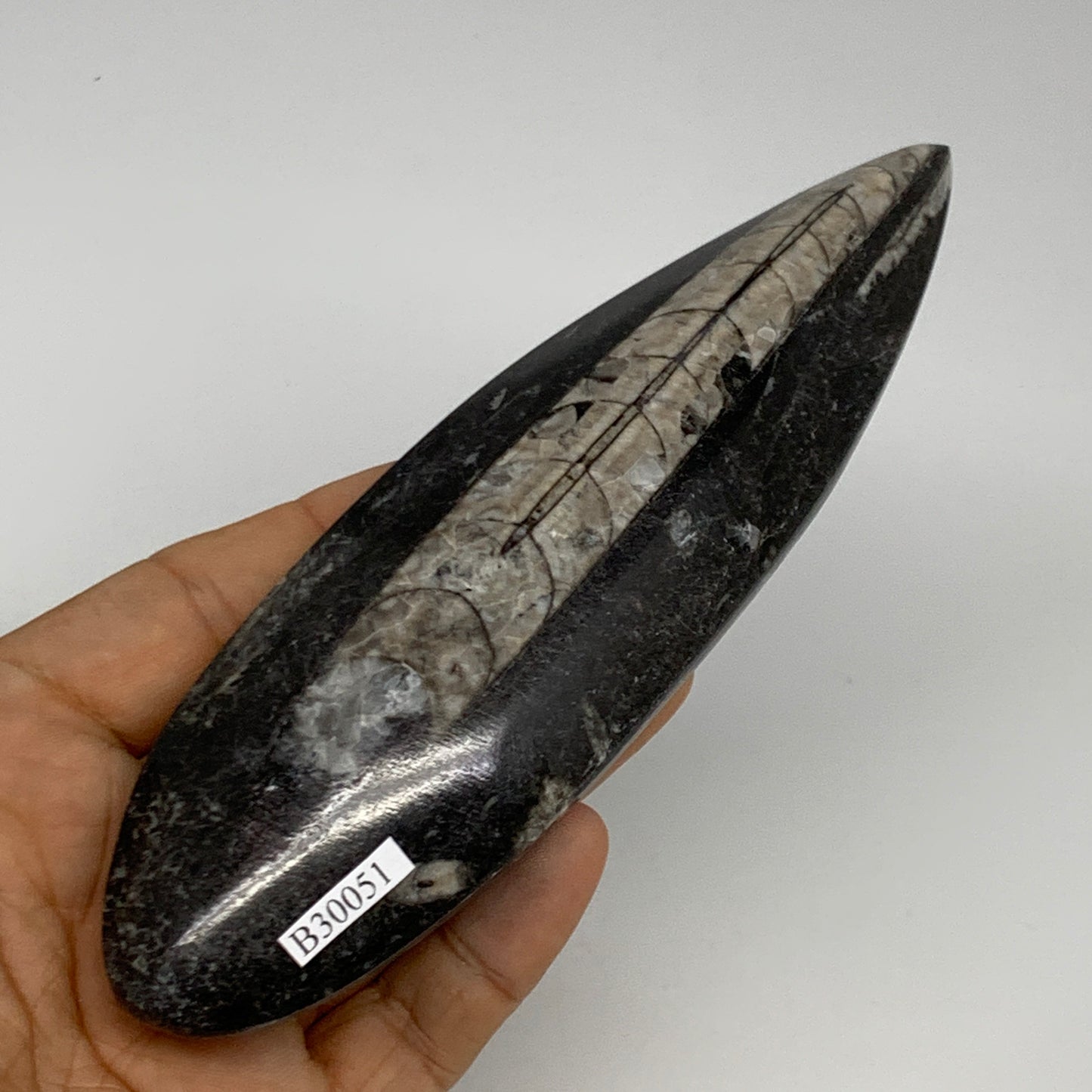 163.8g,6.2"x1.8"x0.7" Fossils Orthoceras (straight horn) Squid @Morocco,B30051