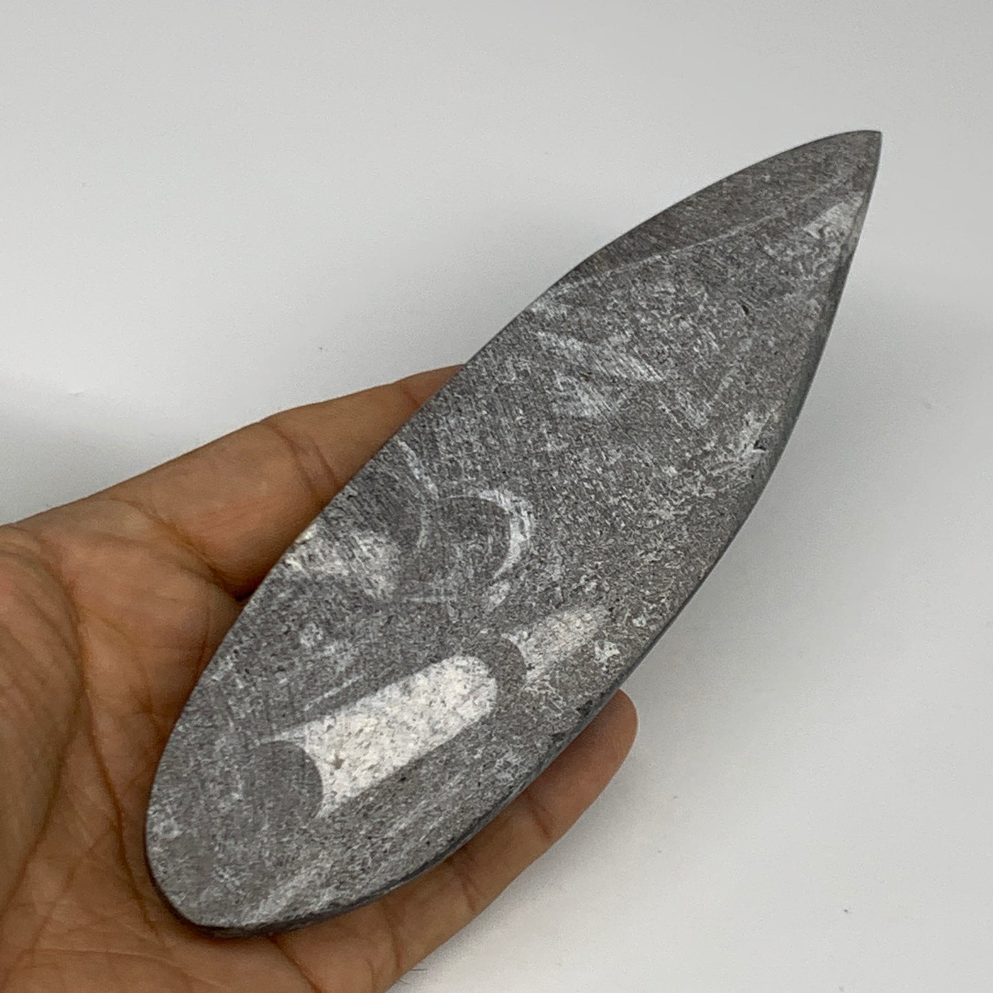 163.8g,6.2"x1.8"x0.7" Fossils Orthoceras (straight horn) Squid @Morocco,B30051