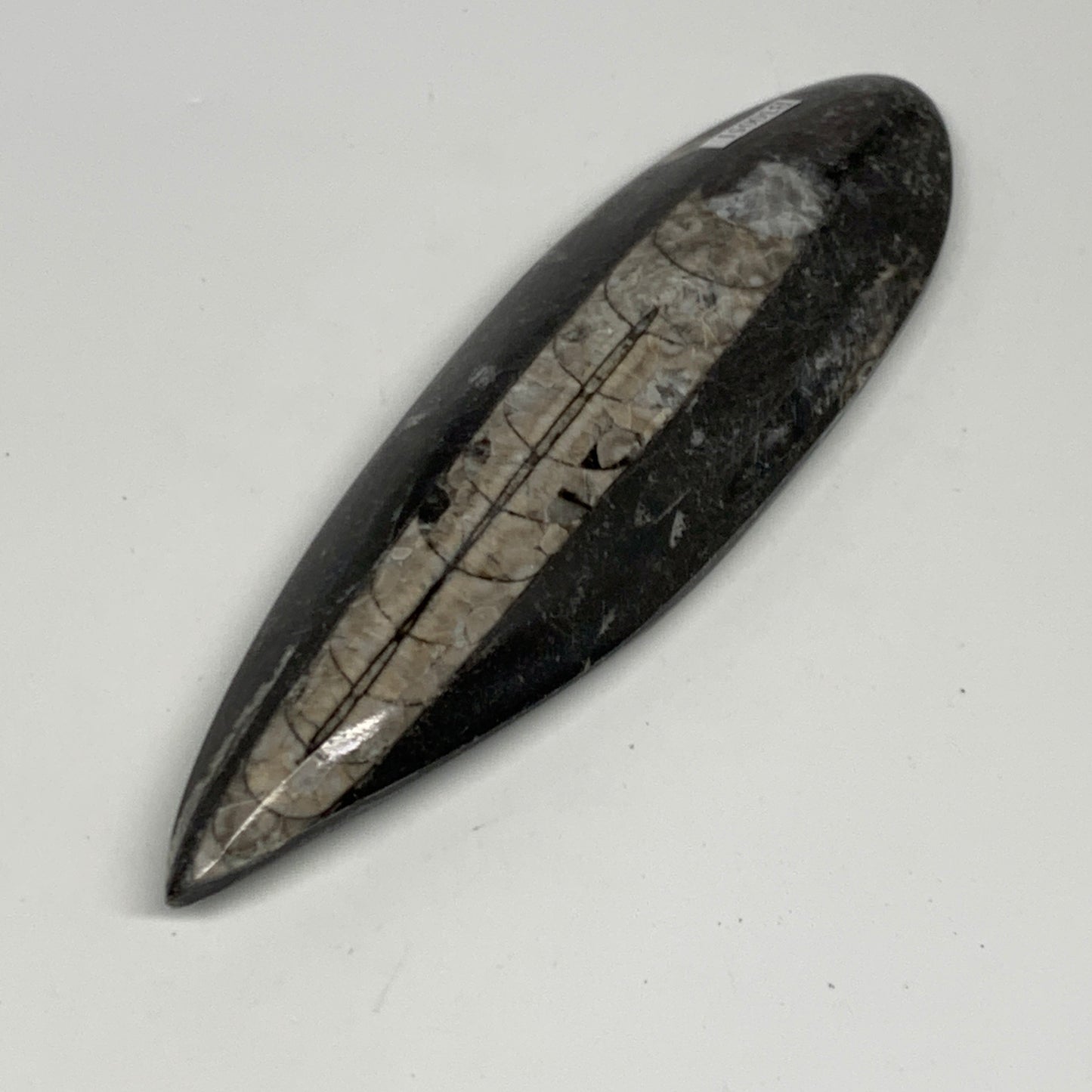 163.8g,6.2"x1.8"x0.7" Fossils Orthoceras (straight horn) Squid @Morocco,B30051