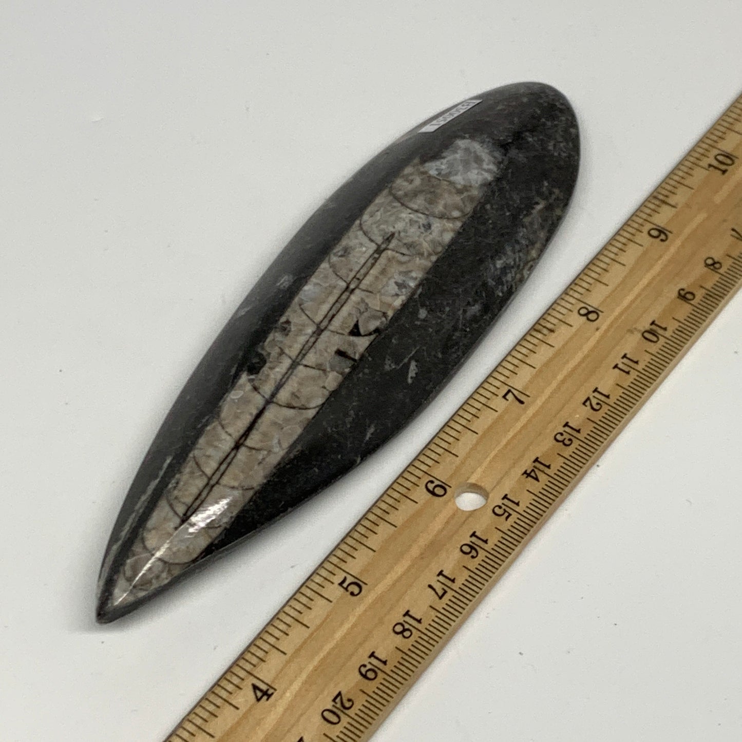 163.8g,6.2"x1.8"x0.7" Fossils Orthoceras (straight horn) Squid @Morocco,B30051