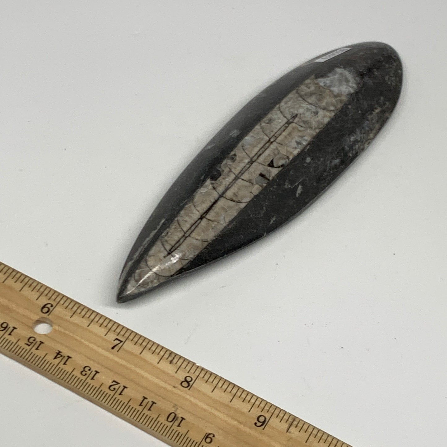 163.8g,6.2"x1.8"x0.7" Fossils Orthoceras (straight horn) Squid @Morocco,B30051