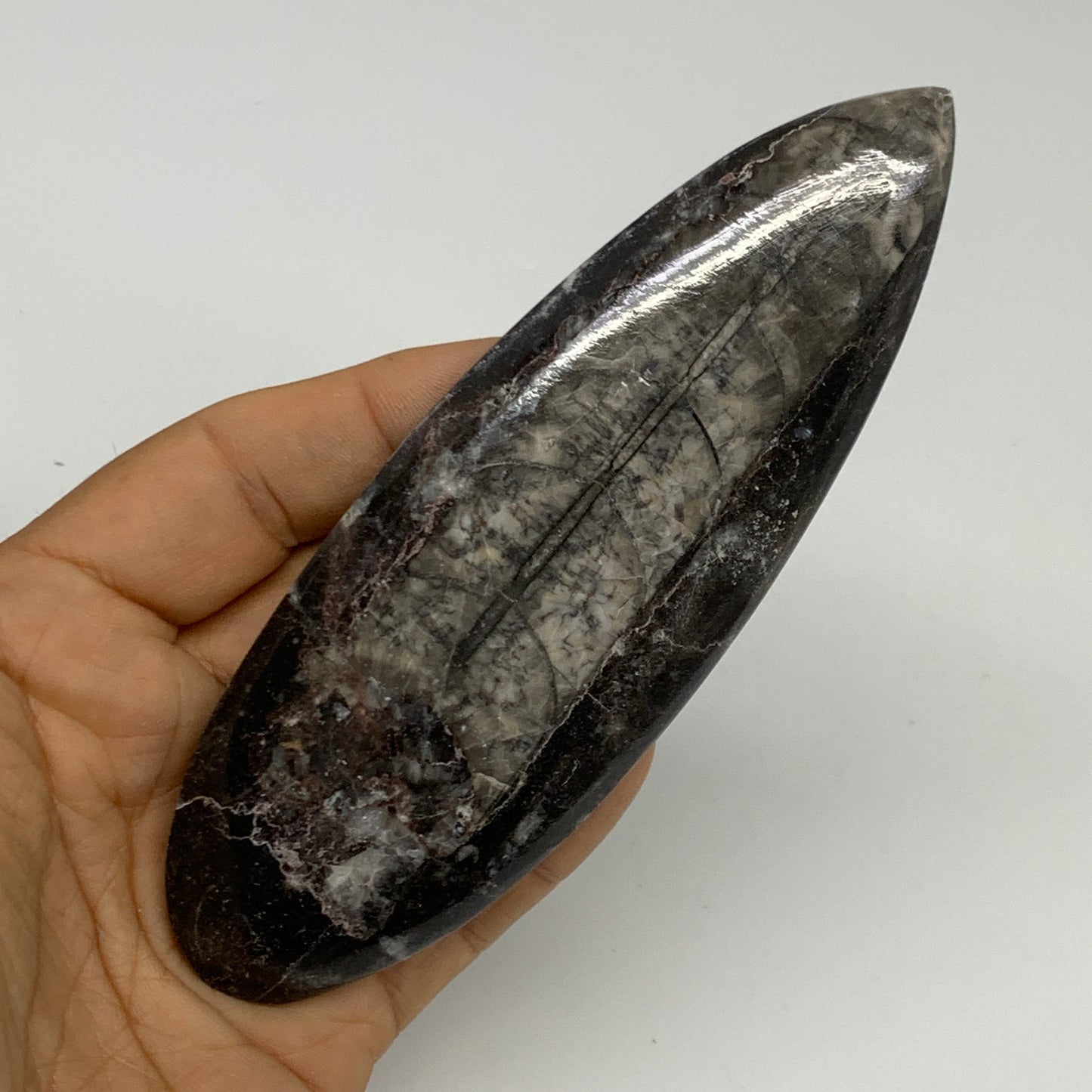 109.8g,5.2"x1.7"x0.5" Fossils Orthoceras (straight horn) Squid @Morocco,B30055