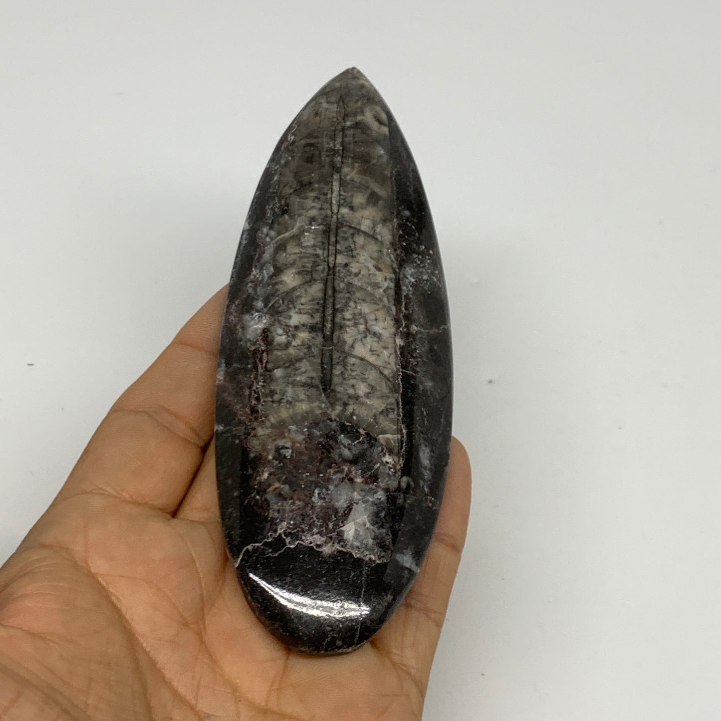 109.8g,5.2"x1.7"x0.5" Fossils Orthoceras (straight horn) Squid @Morocco,B30055