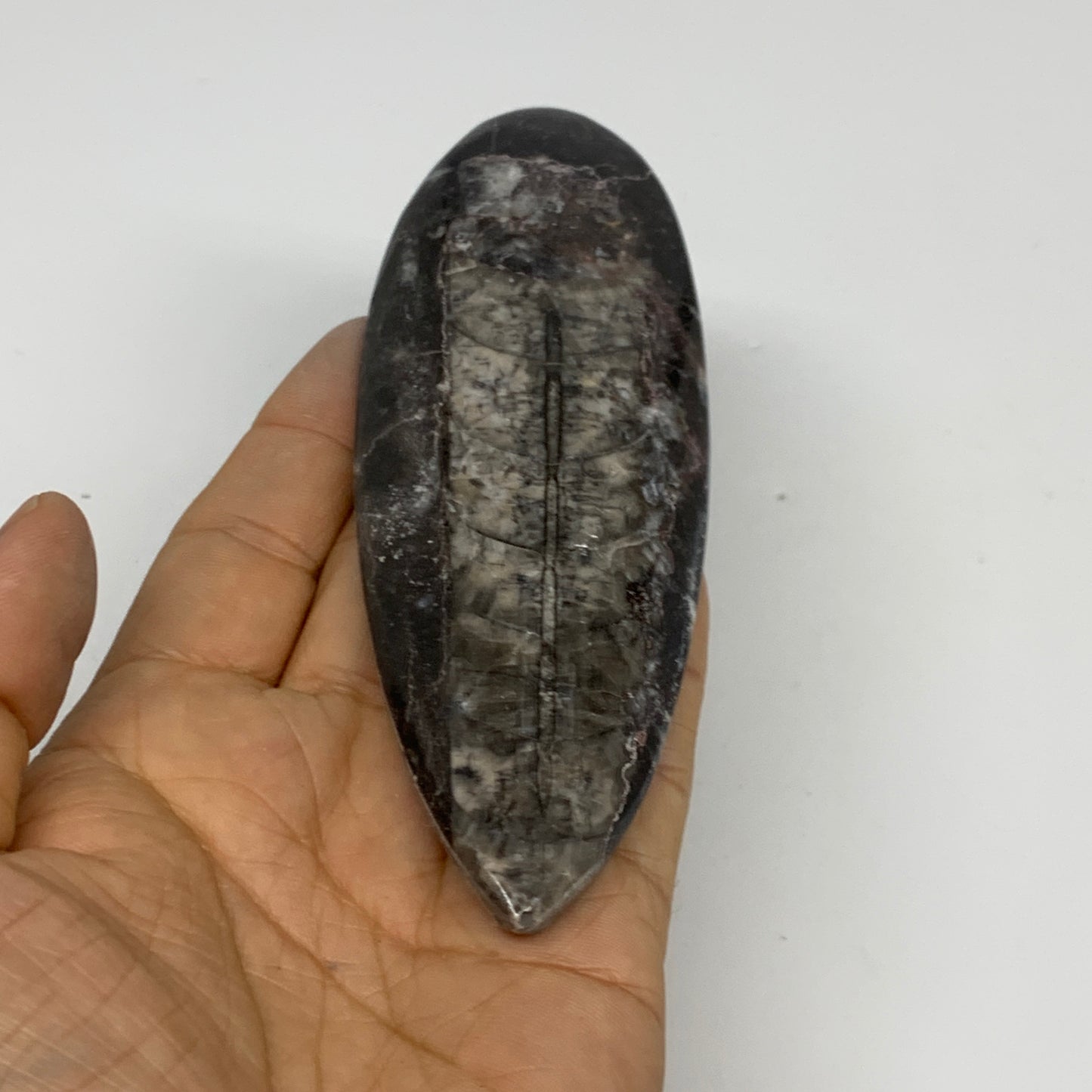 109.8g,5.2"x1.7"x0.5" Fossils Orthoceras (straight horn) Squid @Morocco,B30055