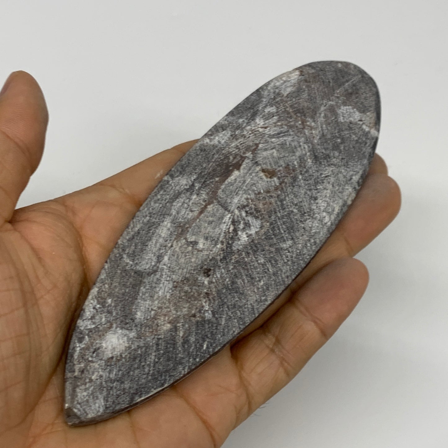 109.8g,5.2"x1.7"x0.5" Fossils Orthoceras (straight horn) Squid @Morocco,B30055