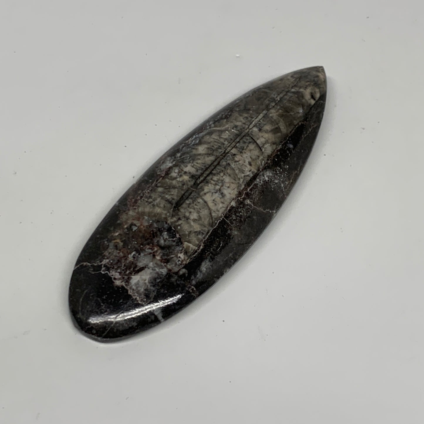 109.8g,5.2"x1.7"x0.5" Fossils Orthoceras (straight horn) Squid @Morocco,B30055