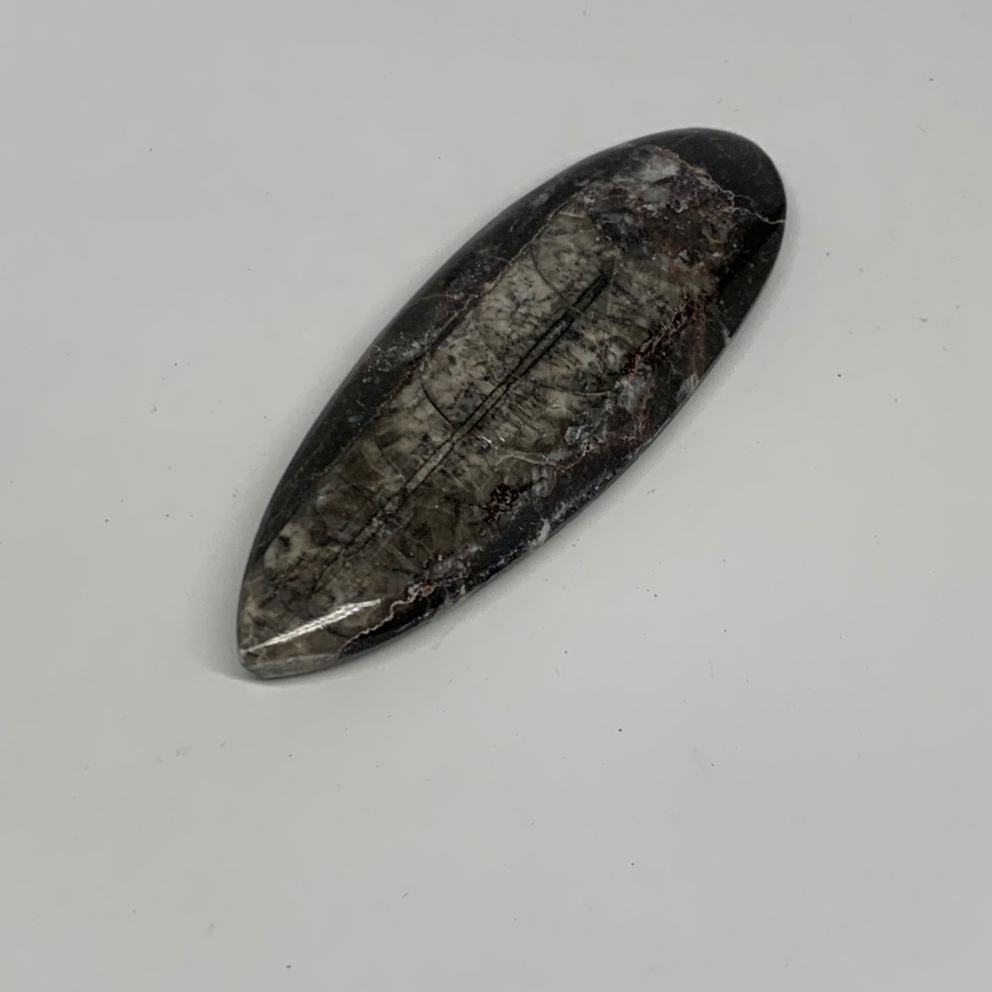 109.8g,5.2"x1.7"x0.5" Fossils Orthoceras (straight horn) Squid @Morocco,B30055