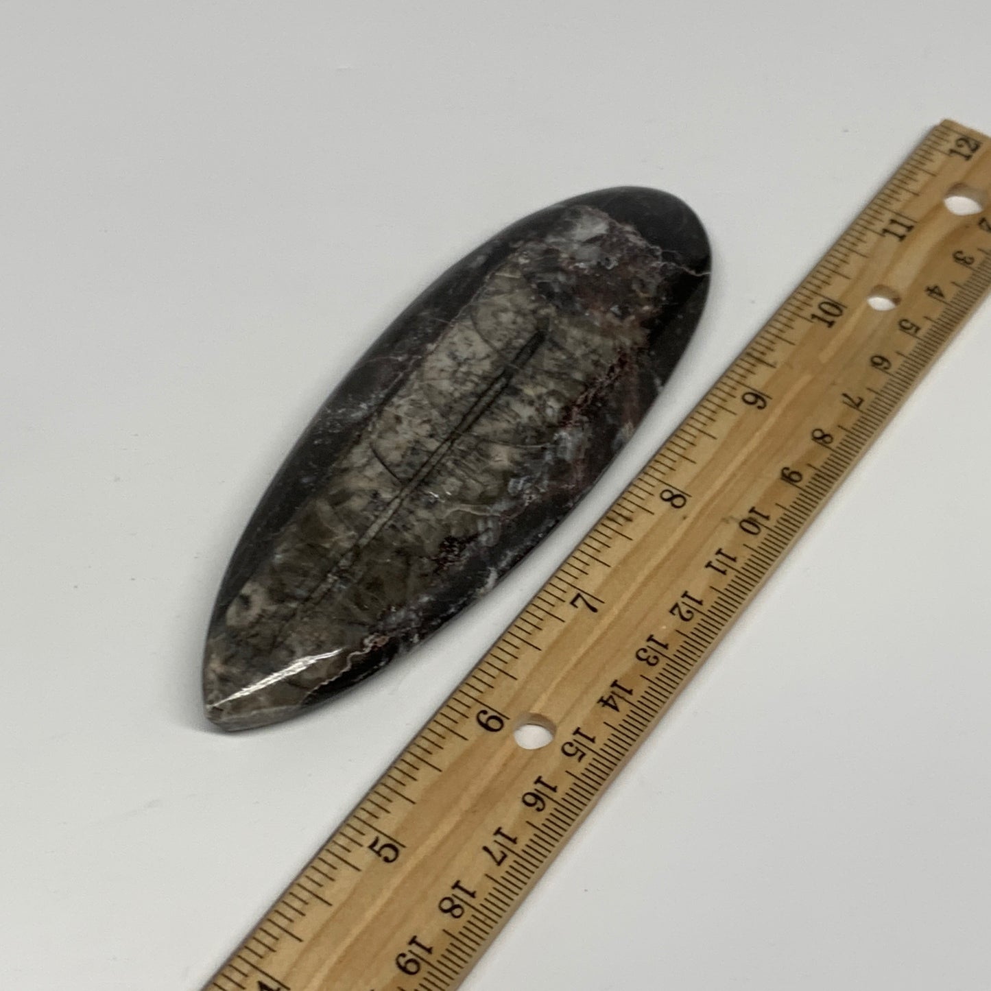 109.8g,5.2"x1.7"x0.5" Fossils Orthoceras (straight horn) Squid @Morocco,B30055