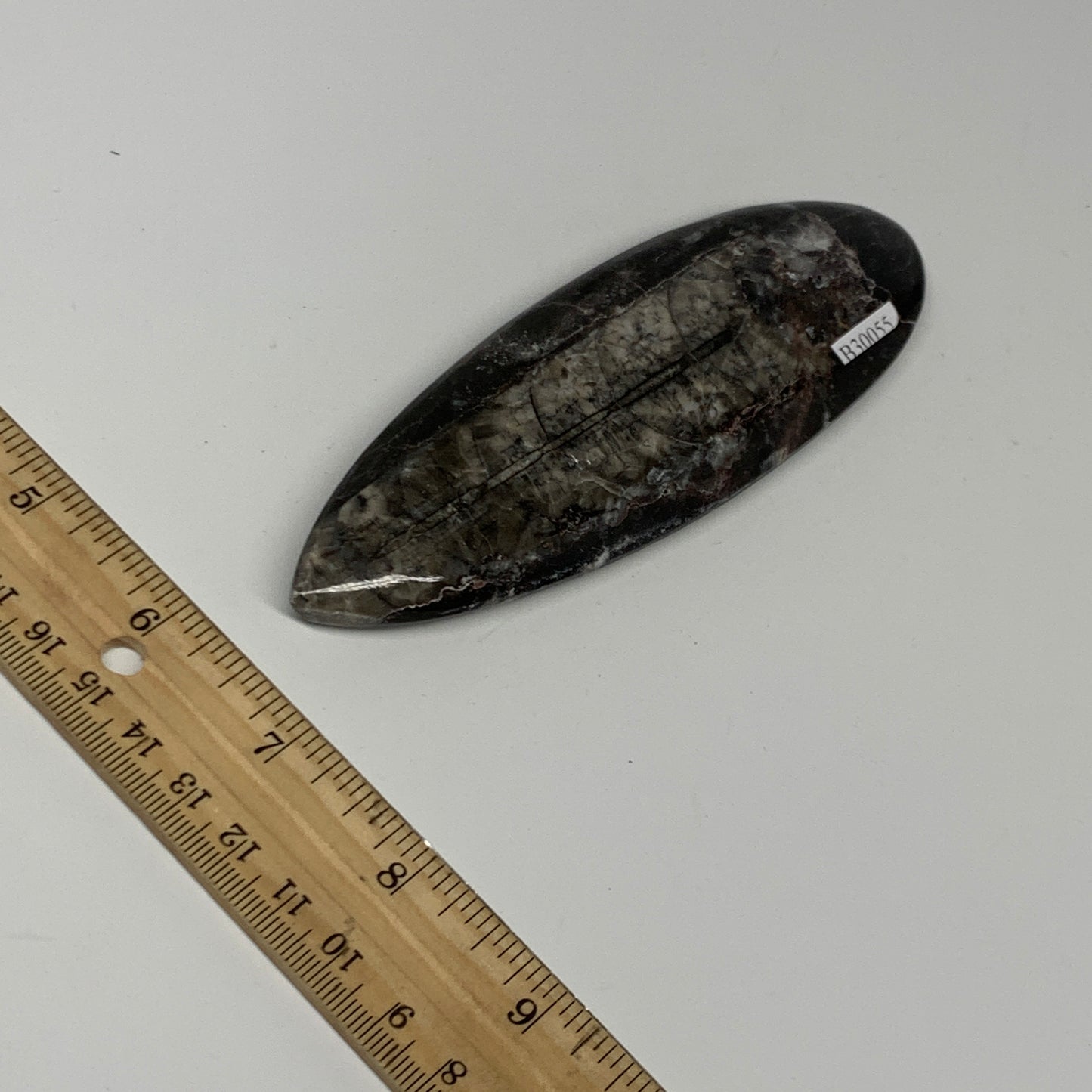 109.8g,5.2"x1.7"x0.5" Fossils Orthoceras (straight horn) Squid @Morocco,B30055