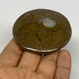 57.1g, 2.4"x2.4"x0.4", Goniatite (Button) Ammonite Polished Fossils, B30062