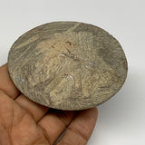 83.6g, 2.8"x2.2"x0.6", Goniatite (Button) Ammonite Polished Fossils, B30063