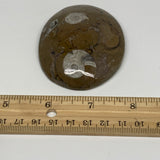 83.6g, 2.8"x2.2"x0.6", Goniatite (Button) Ammonite Polished Fossils, B30063