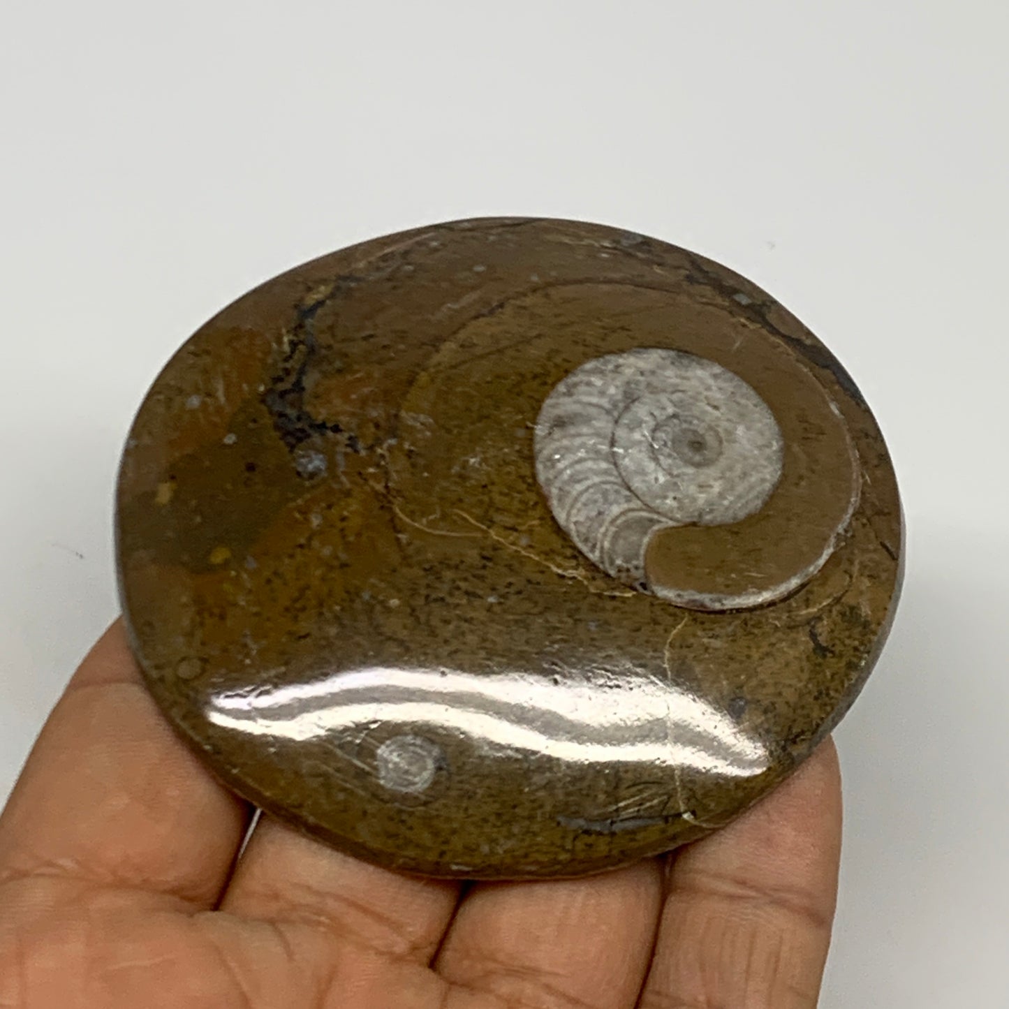92.8g, 2.9"x2.8"x0.5", Goniatite (Button) Ammonite Polished Fossils, B30066