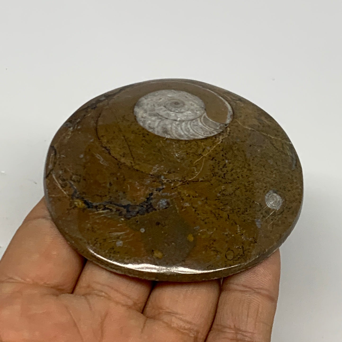 92.8g, 2.9"x2.8"x0.5", Goniatite (Button) Ammonite Polished Fossils, B30066