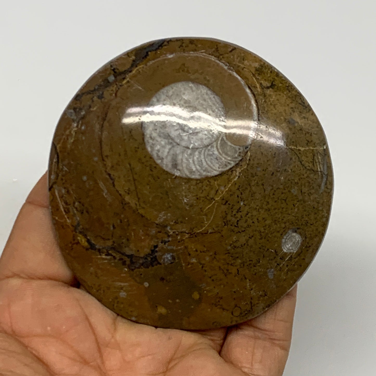 92.8g, 2.9"x2.8"x0.5", Goniatite (Button) Ammonite Polished Fossils, B30066