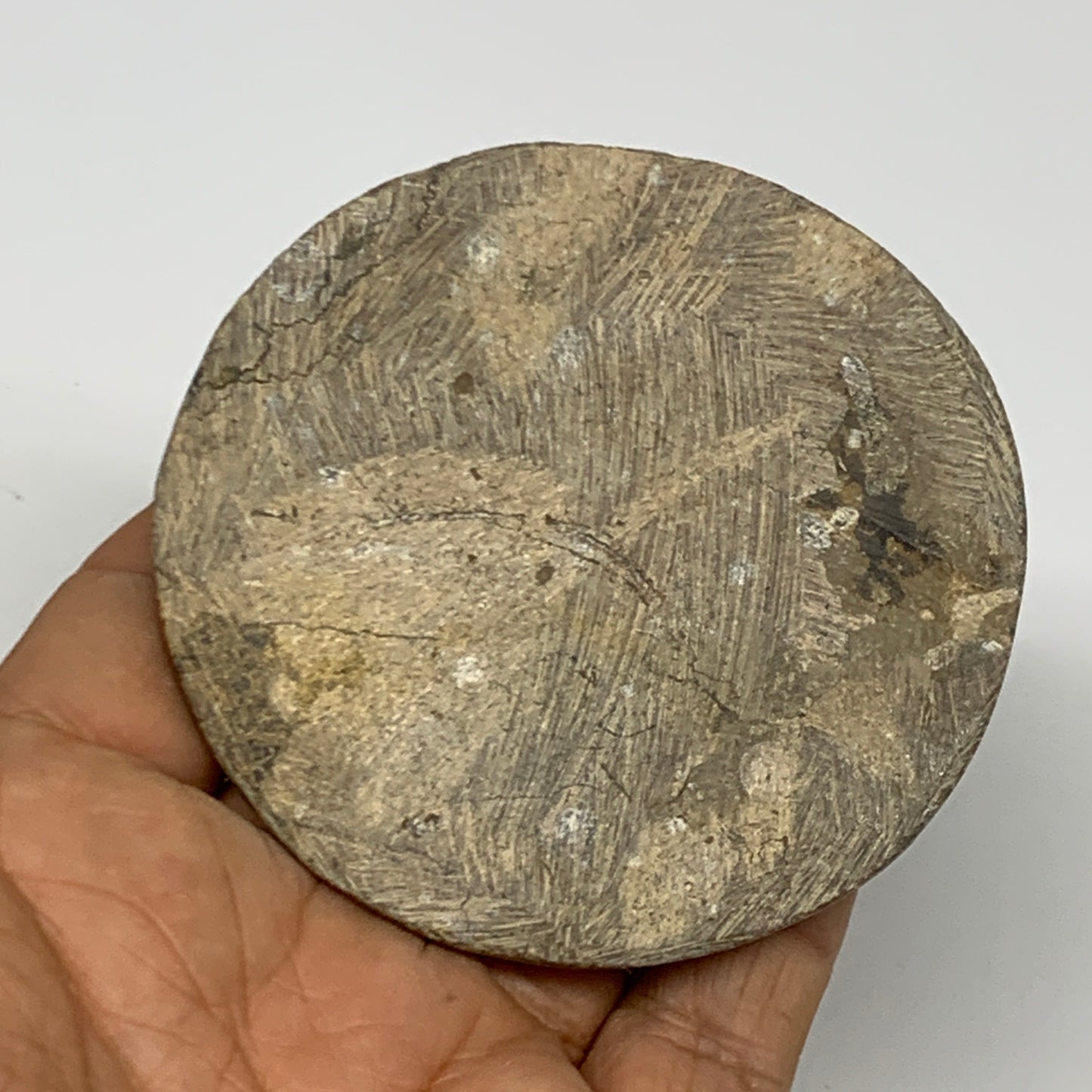 92.8g, 2.9"x2.8"x0.5", Goniatite (Button) Ammonite Polished Fossils, B30066