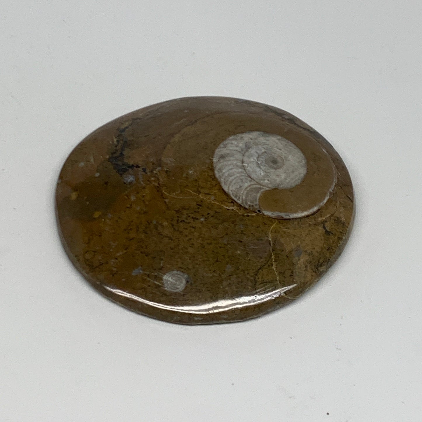 92.8g, 2.9"x2.8"x0.5", Goniatite (Button) Ammonite Polished Fossils, B30066