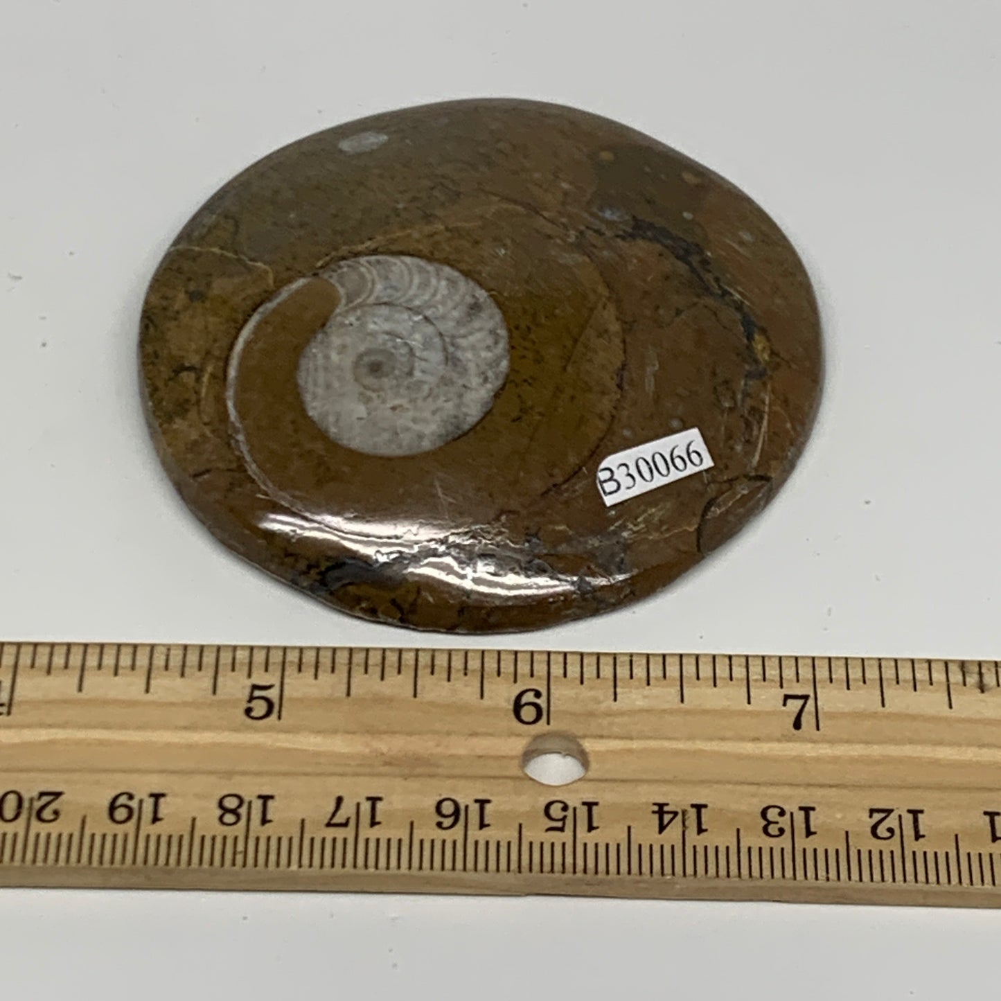 92.8g, 2.9"x2.8"x0.5", Goniatite (Button) Ammonite Polished Fossils, B30066
