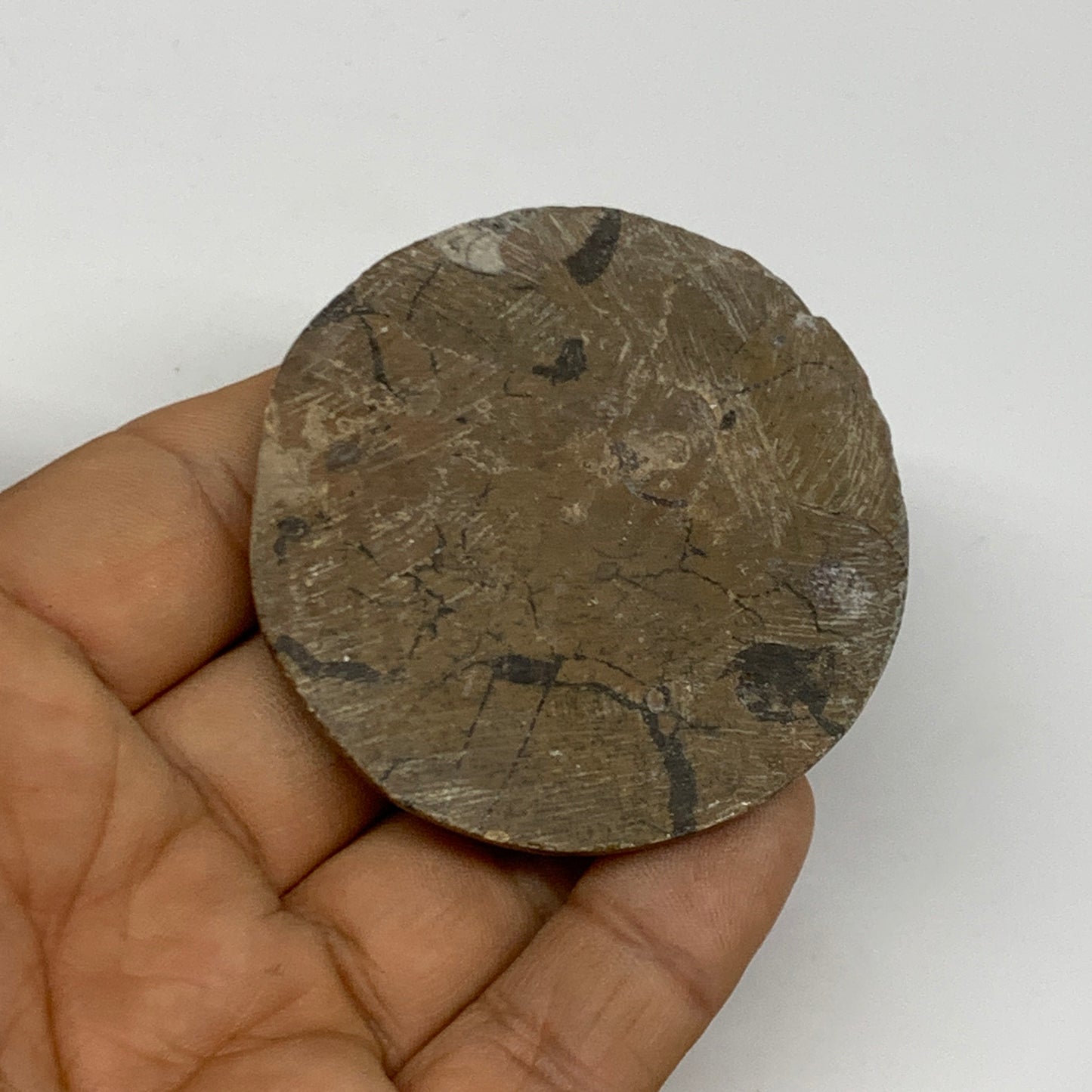 52.9g, 2.2"x2.1"x0.5", Goniatite (Button) Ammonite Polished Fossils, B30070
