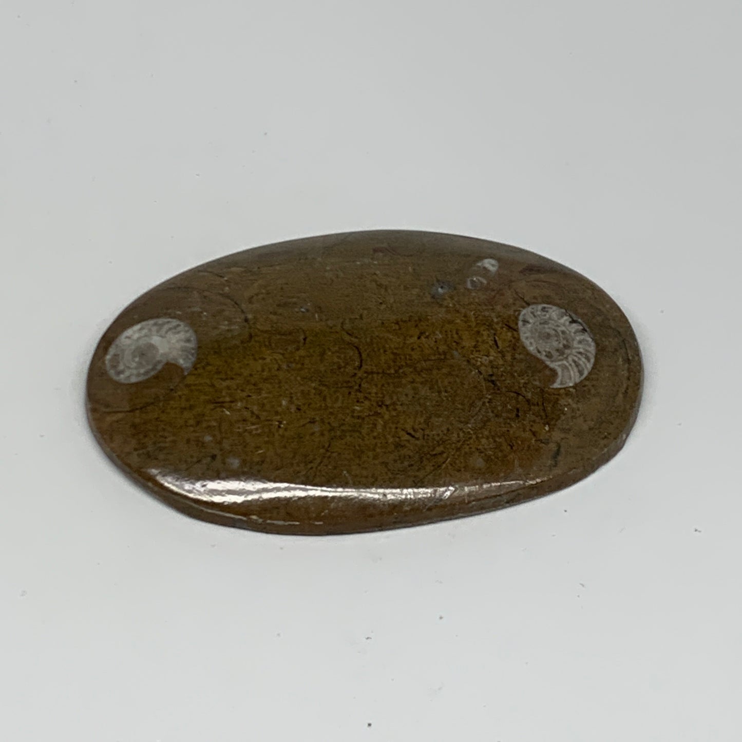 92.5g, 3.5"x2.4"x0.5", Goniatite (Button) Ammonite Polished Fossils, B30072