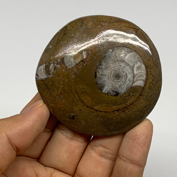 55.4g, 2.4"x2.4"x0.4", Goniatite (Button) Ammonite Polished Fossils, B30073